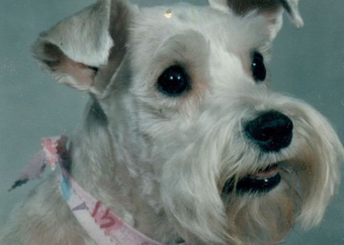 Professional dog grooming at Bark 5th Ave